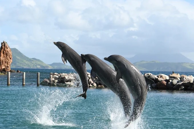 Saint Kitts and Nevis